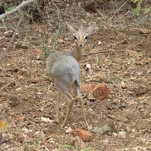 Damara Dik-Dik Namibia