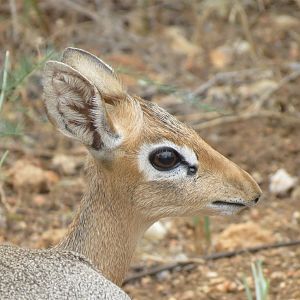 Damara Dik-Dik Namibia