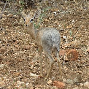 Damara Dik-Dik Namibia