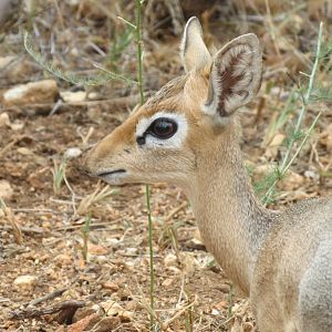 Damara Dik-Dik Namibia