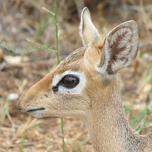 Damara Dik-Dik Namibia