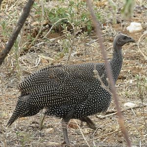 Guineafowl Namibia