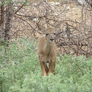 Young Kudu Namibia