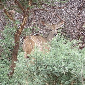 Young Kudu Namibia