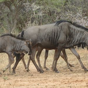 Blue Wildebeest Namibia