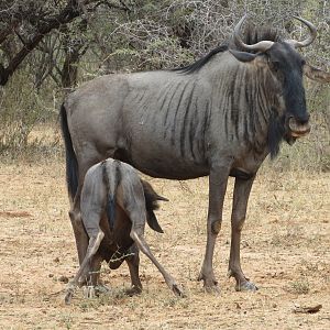 Blue Wildebeest Namibia