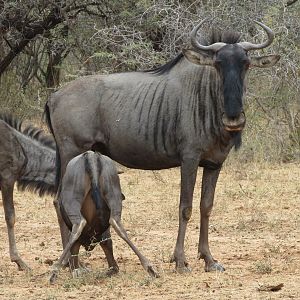 Blue Wildebeest Namibia