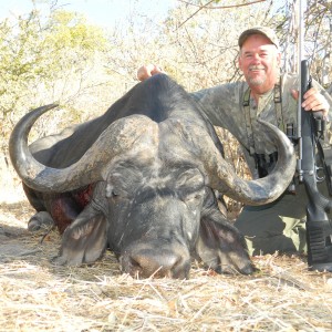 Cape Buffalo