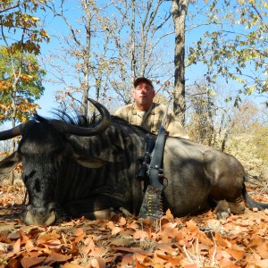 Blue Wildebeest