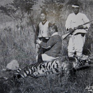 Hunting Tiger