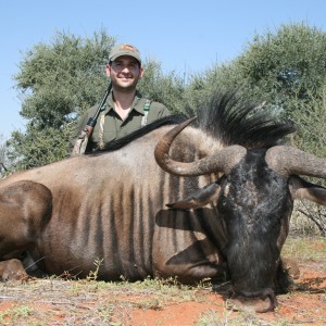 Blue Wildebeest