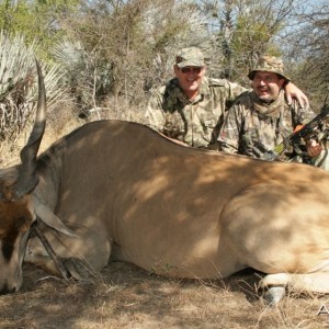 Cape Eland