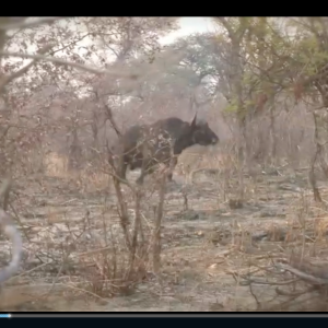 Caprivi Namibia