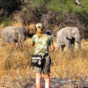 Elephant hunting in Caprivi