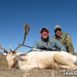 Fallow Deer