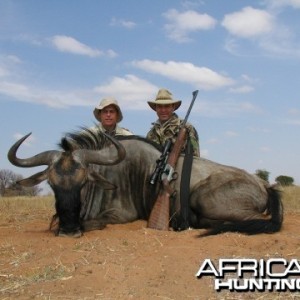 Blue Wildebeest