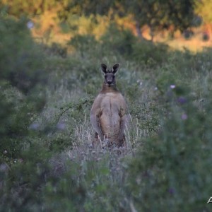 Eastern Grey Kangaroo