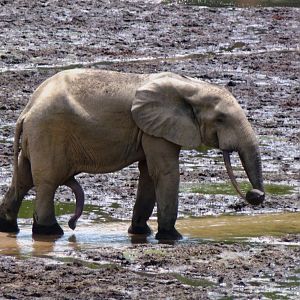 Forest Elephant Central Africa