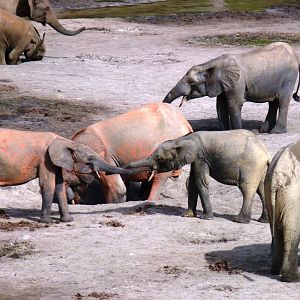 Forest Elephant Central Africa