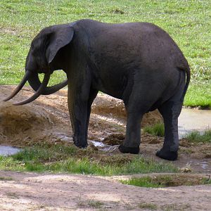 Forest Elephant Central Africa