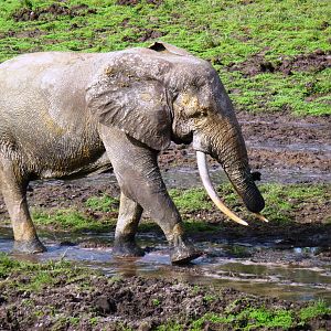 Forest Elephant Central Africa