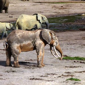 Forest Elephant Central Africa