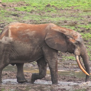 Forest Elephant Central Africa