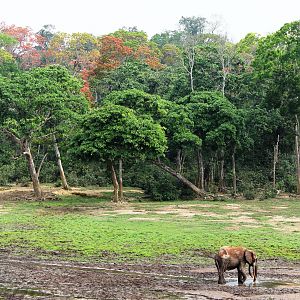 Forest Elephant Central Africa