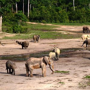 Forest Elephant Central Africa