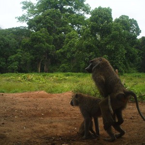 Baboon