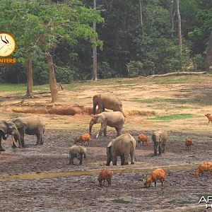 Bongo and Forest Elephant CAR