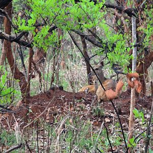 bushbuck