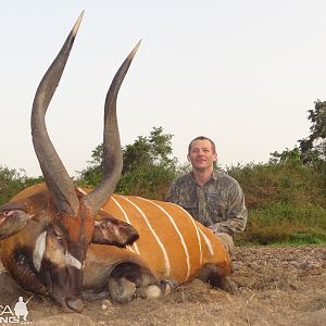 32 '' bongo bull