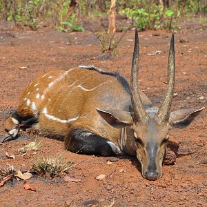 Big harnessed bushbuck