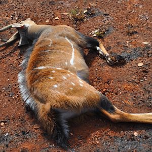 14 inch harnessed bushbuck