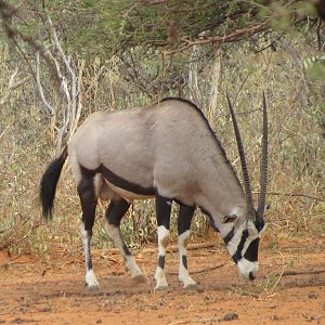 Gemsbok Namibia