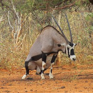 Gemsbok Namibia