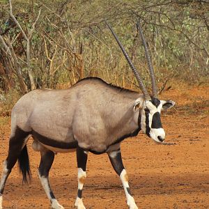 Gemsbok Namibia