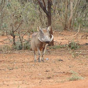 Warthog Namibia