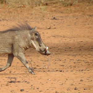 Warthog Namibia