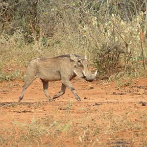 Warthog Namibia