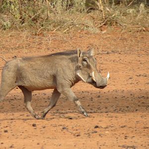 Warthog Namibia