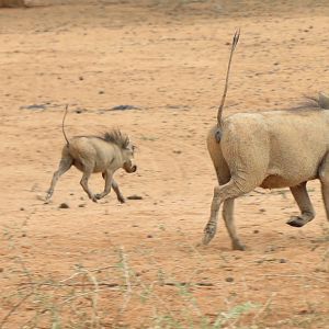 Warthog Namibia