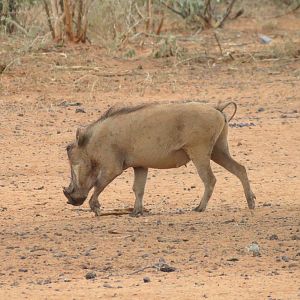 Warthog Namibia