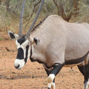 Gemsbok Namibia