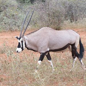 Gemsbok Namibia