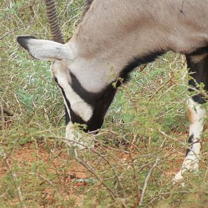 Gemsbok Namibia