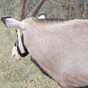 Gemsbok Namibia