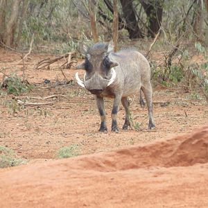 Warthog Namibia