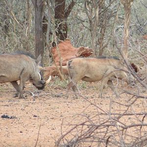 Warthog Namibia